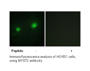 Product image for MYST2 Antibody