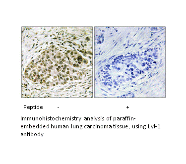 Product image for Lyl-1 Antibody