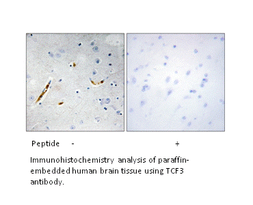 Product image for TCF3 Antibody