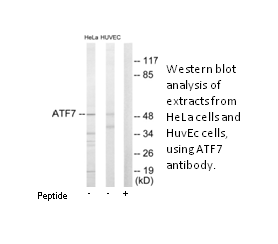 Product image for ATF7 Antibody