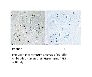 Product image for TFE3 Antibody