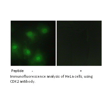 Product image for CDK2 Antibody