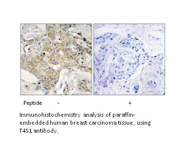 Product image for T4S1 Antibody