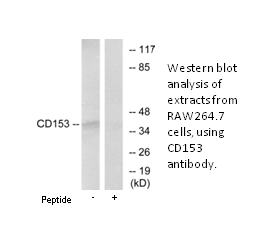 Product image for CD153 Antibody