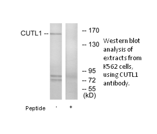 Product image for CUTL1 Antibody