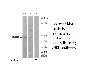 Product image for JNKK Antibody