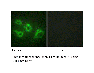 Product image for CKI-&alpha; Antibody