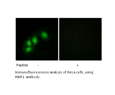 Product image for HINT1 Antibody