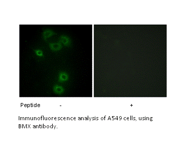 Product image for BMX Antibody