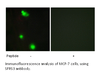 Product image for SFRS3 Antibody