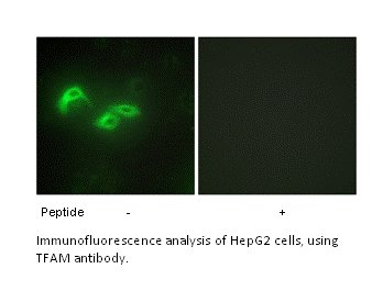 Product image for TFAM Antibody