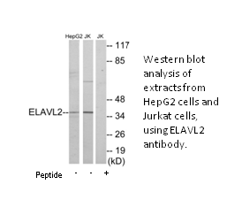 Product image for ELAVL2 Antibody