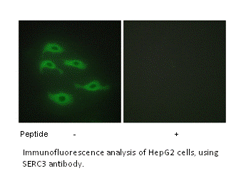 Product image for SERC3 Antibody