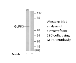 Product image for GLPK3 Antibody