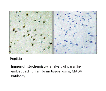 Product image for MAD4 Antibody