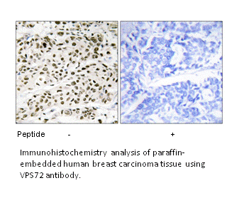 Product image for VPS72 Antibody