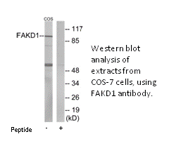 Product image for FAKD1 Antibody