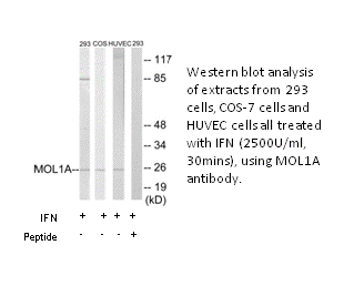 Product image for MOL1A Antibody