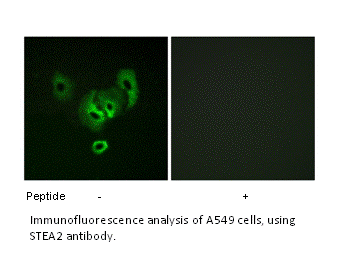 Product image for STEA2 Antibody