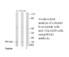 Product image for PP14C Antibody