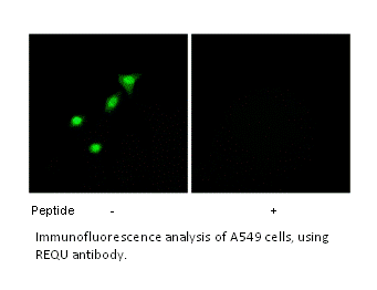 Product image for REQU Antibody