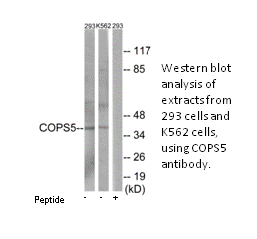 Product image for COPS5 Antibody