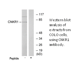 Product image for CNKR1 Antibody