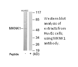 Product image for MKNK1 Antibody