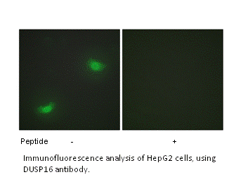 Product image for DUSP16 Antibody