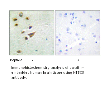 Product image for NT5C3 Antibody