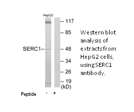 Product image for SERC1 Antibody