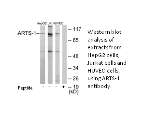 Product image for ARTS-1 Antibody