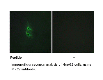 Product image for MRC2 Antibody