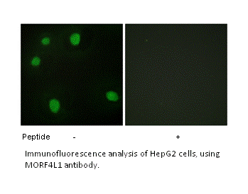 Product image for MORF4L1 Antibody