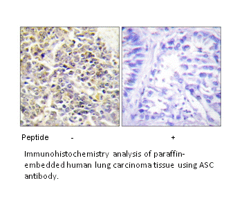 Product image for ASC Antibody