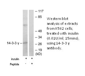 Product image for 14-3-3 &gamma; Antibody