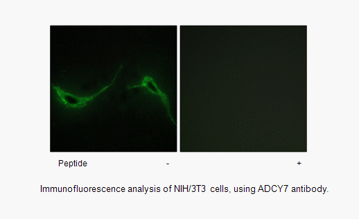 Product image for ADCY7 Antibody