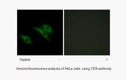 Product image for CD9 Antibody