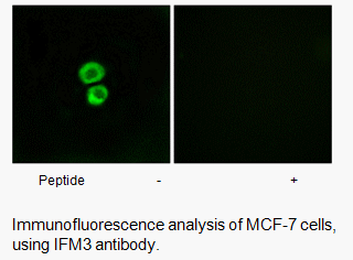 Product image for IFM3 Antibody