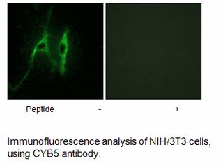 Product image for CYB5 Antibody