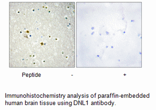 Product image for DNL1 Antibody