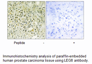 Product image for LEG8 Antibody