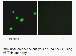 Product image for MUTYH Antibody