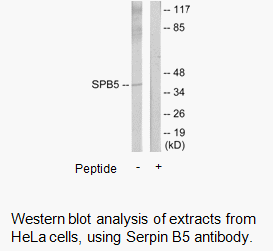 Product image for Serpin B5 Antibody