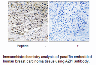 Product image for AZI1 Antibody