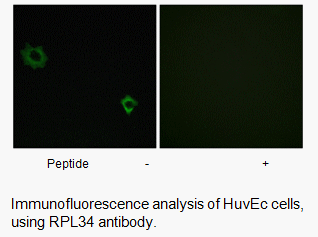 Product image for RPL34 Antibody