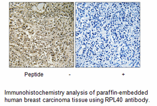 Product image for RPL40 Antibody