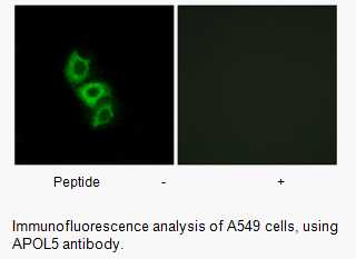 Product image for APOL5 Antibody