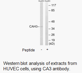 Product image for CA3 Antibody