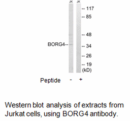 Product image for BORG4 Antibody